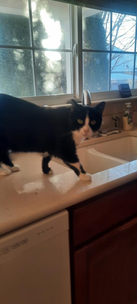 Iris, a Adoptable Domestic Short Hair in Dayton, OH image 2/3