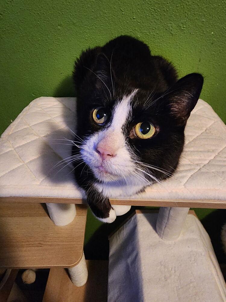 Enlarge Iris, a Adoptable Domestic Short Hair in Dayton, OH image 4/5