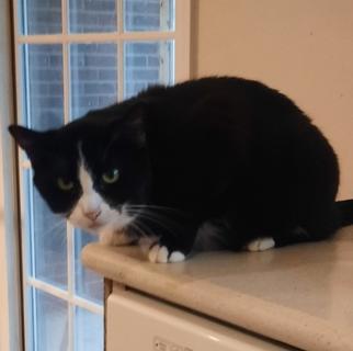 Iris, a Adoptable Domestic Short Hair in Dayton, OH image 3/3