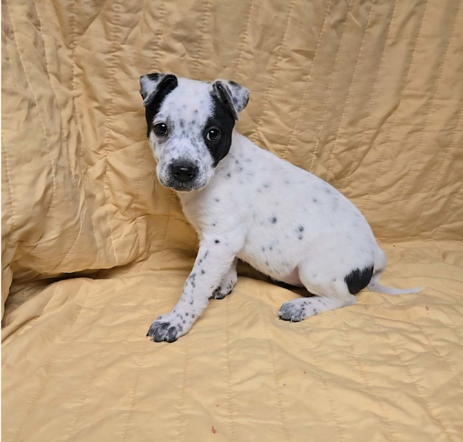 Enlarge Hollis, a ADOPTABLE mixed breed in Uxbridge, MA image 1/1