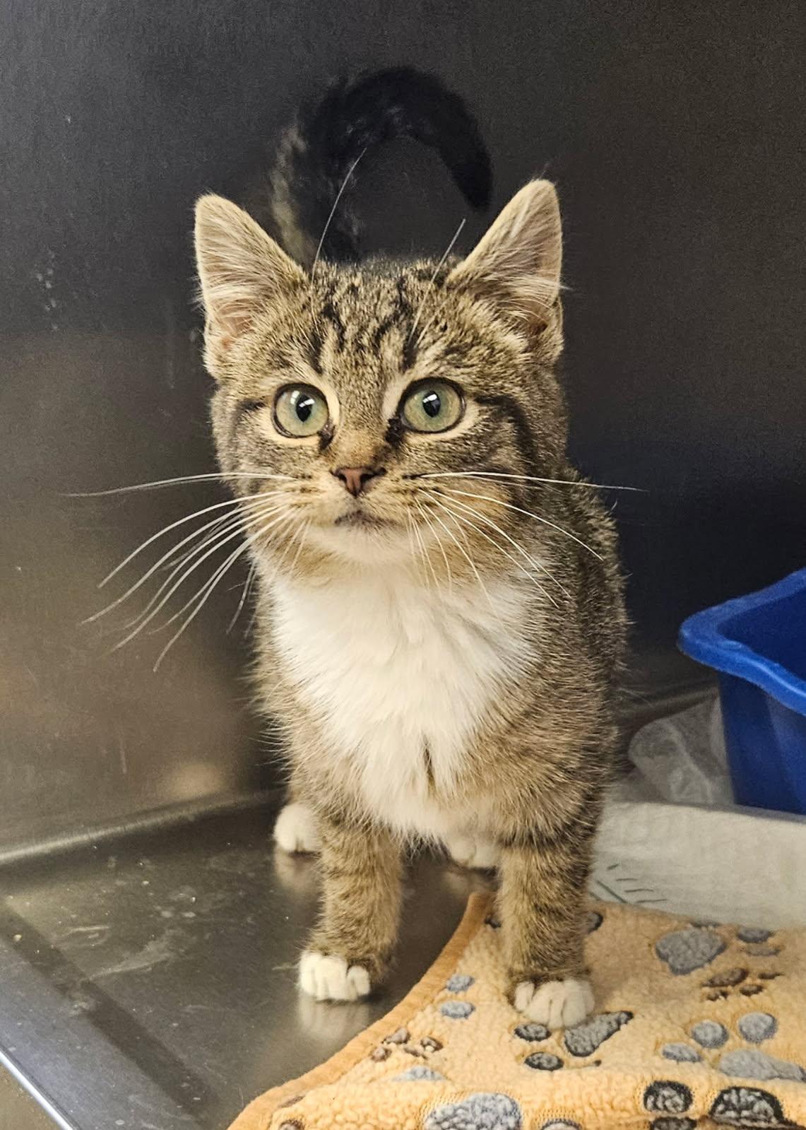 Enlarge Holly, an adopted Domestic Short Hair in Mansfield, OH image 1/1