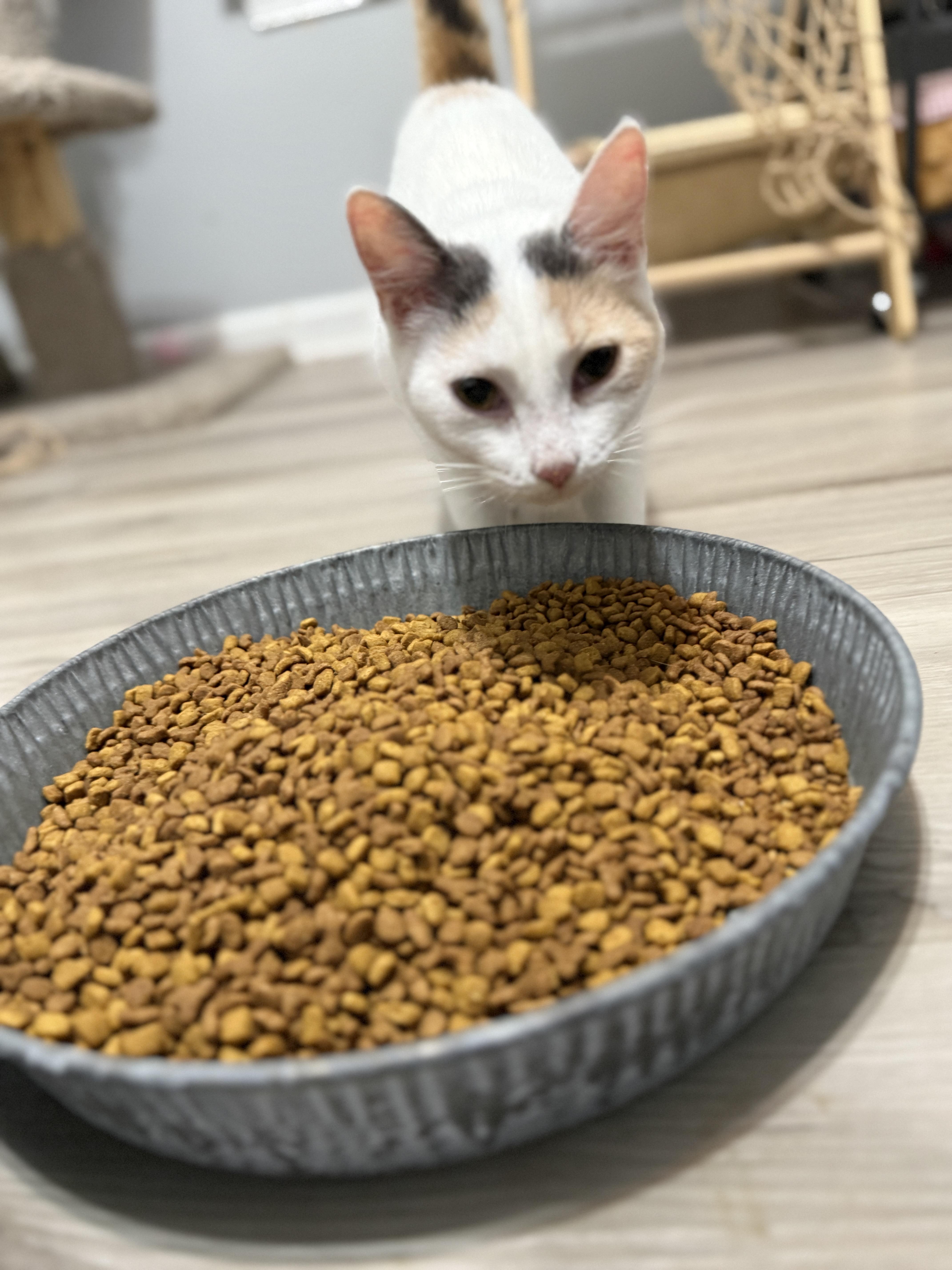 Enlarge Ash, a Adoptable Domestic Short Hair in Plymouth , NH image 1/6