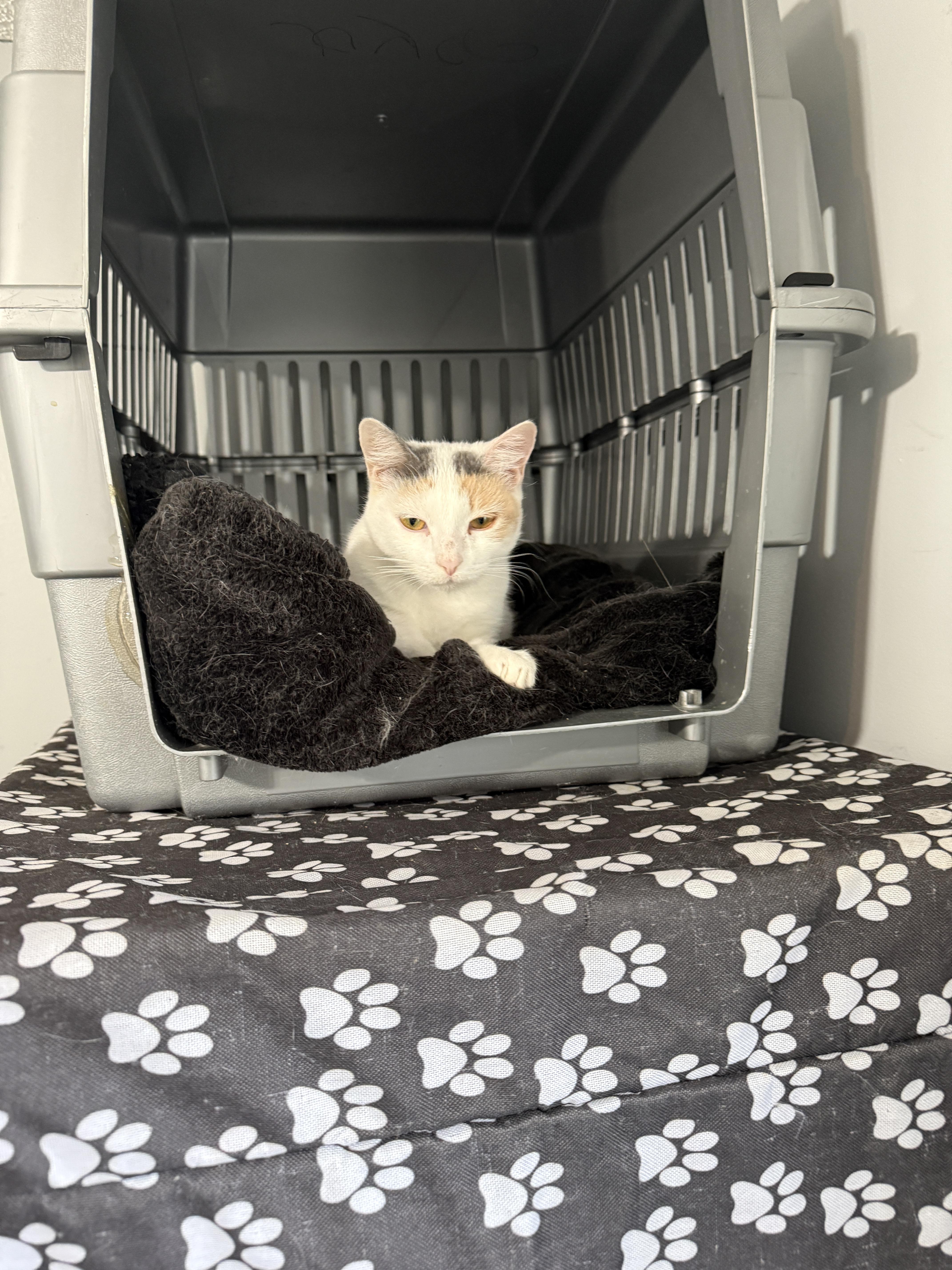 Enlarge Ash, a Adoptable Domestic Short Hair in Plymouth , NH image 2/6