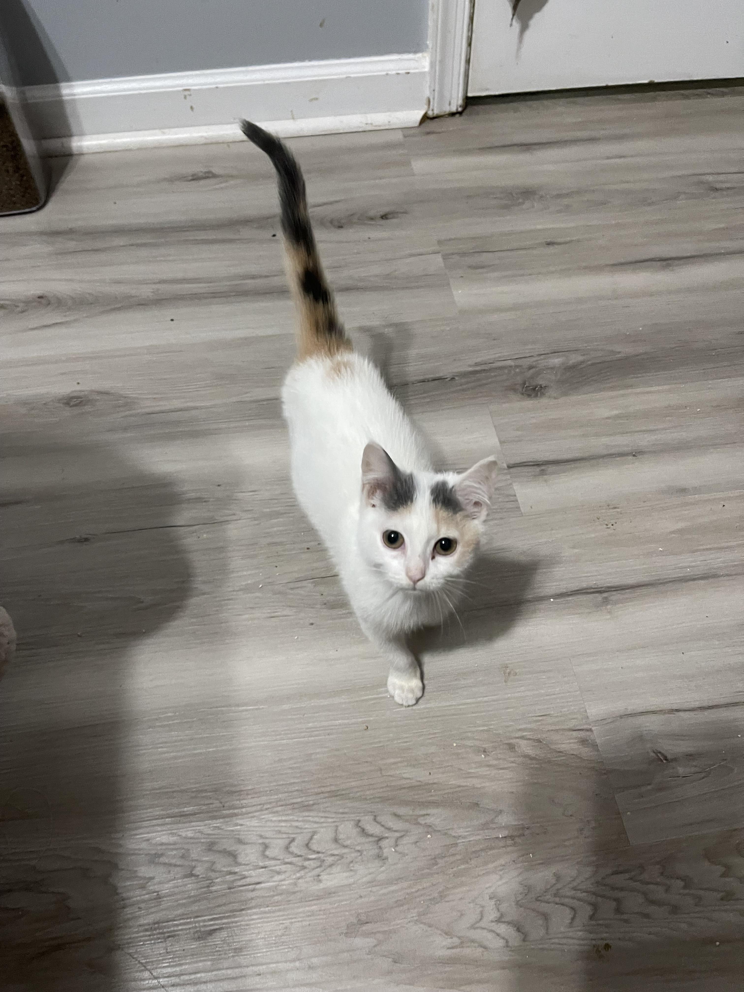 Enlarge Ash, a Adoptable Domestic Short Hair in Plymouth , NH image 3/6