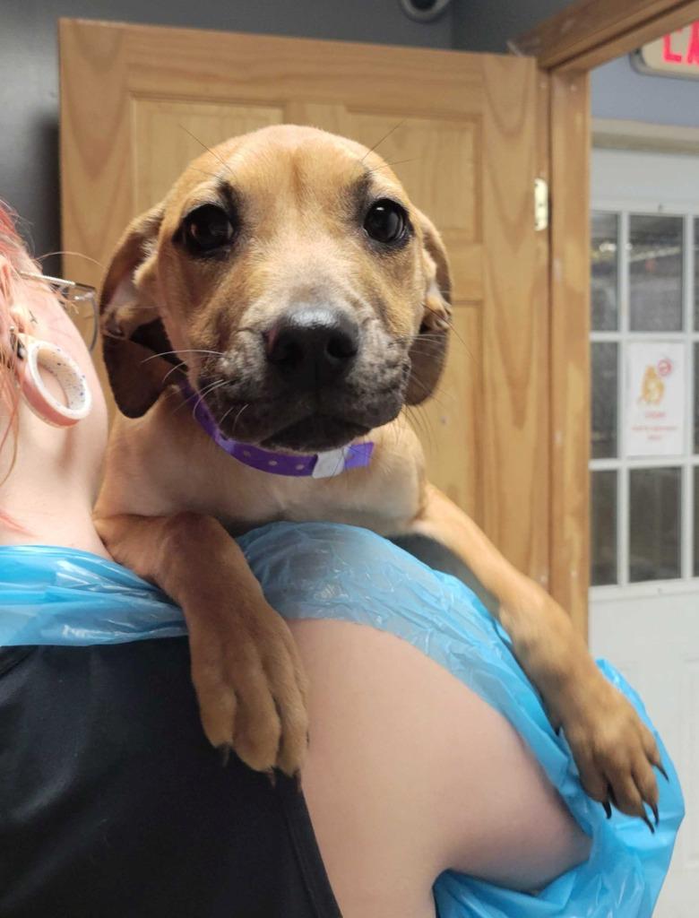 Fanny, Adoptable, Puppy Female Mixed Breed.