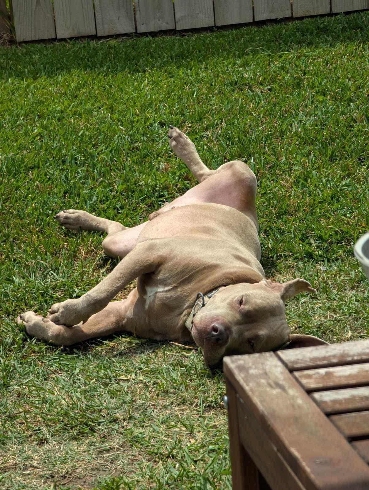 Matthew, Adoptable, Adult Male Pit Bull Terrier.