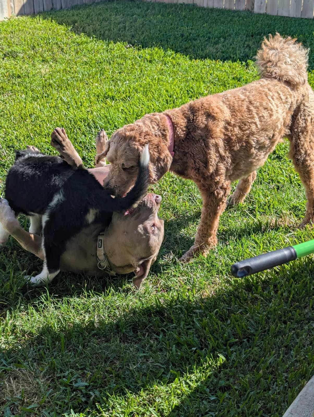 Matthew, a Adoptable Pit Bull Terrier in Houston, TX image 2/6