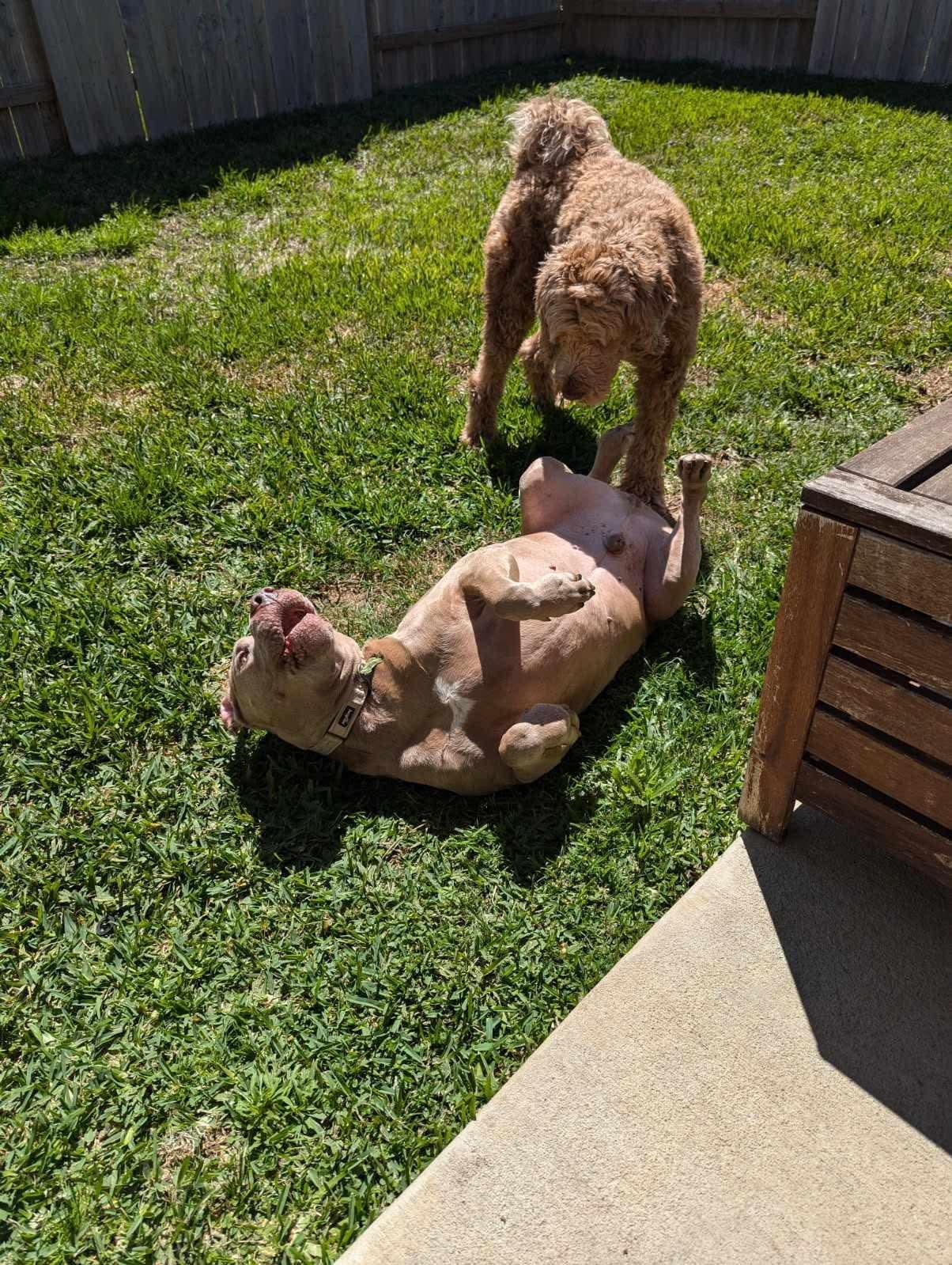 Matthew, a Adoptable Pit Bull Terrier in Houston, TX image 3/6