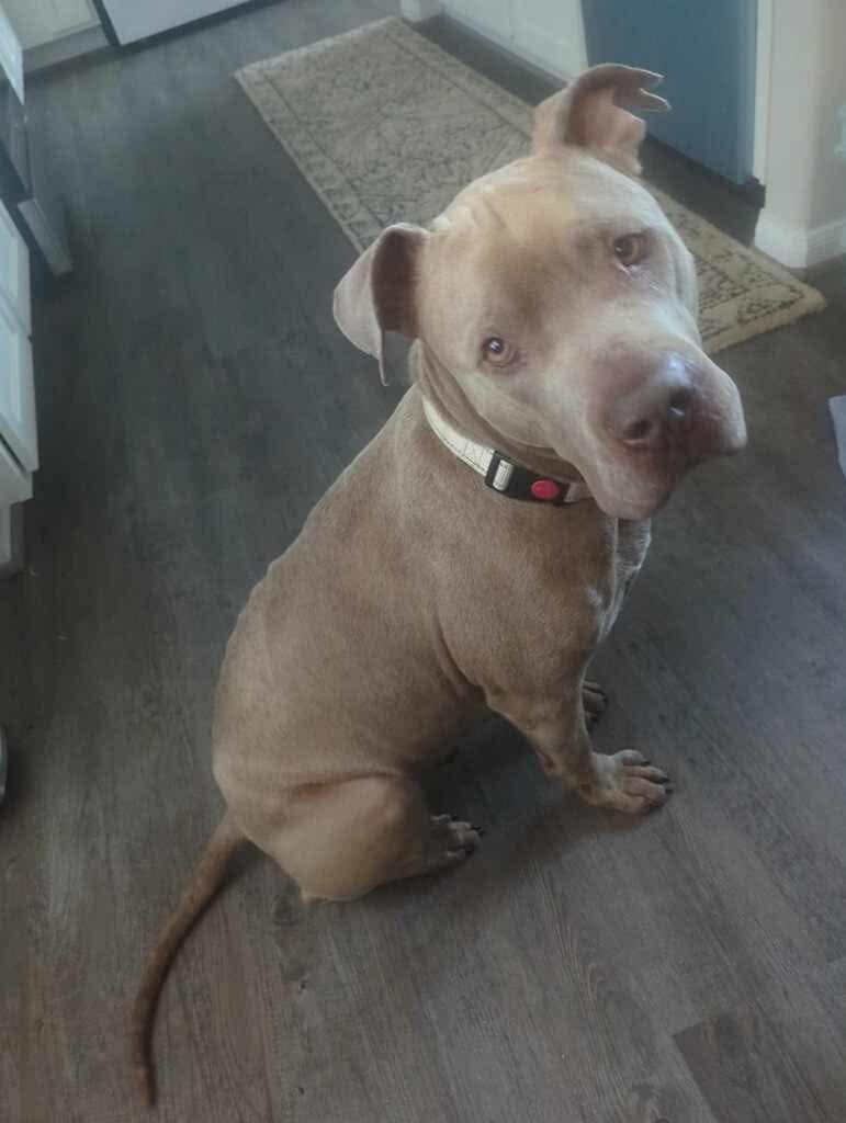 Matthew, a Adoptable Pit Bull Terrier in Houston, TX image 4/6