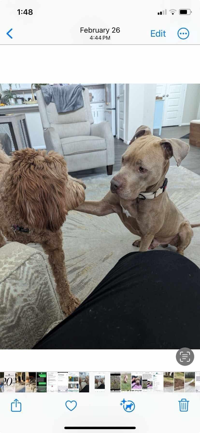 Matthew, a Adoptable Pit Bull Terrier in Houston, TX image 5/6