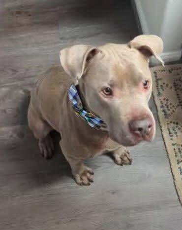 Matthew, a Adoptable Pit Bull Terrier in Houston, TX image 6/6