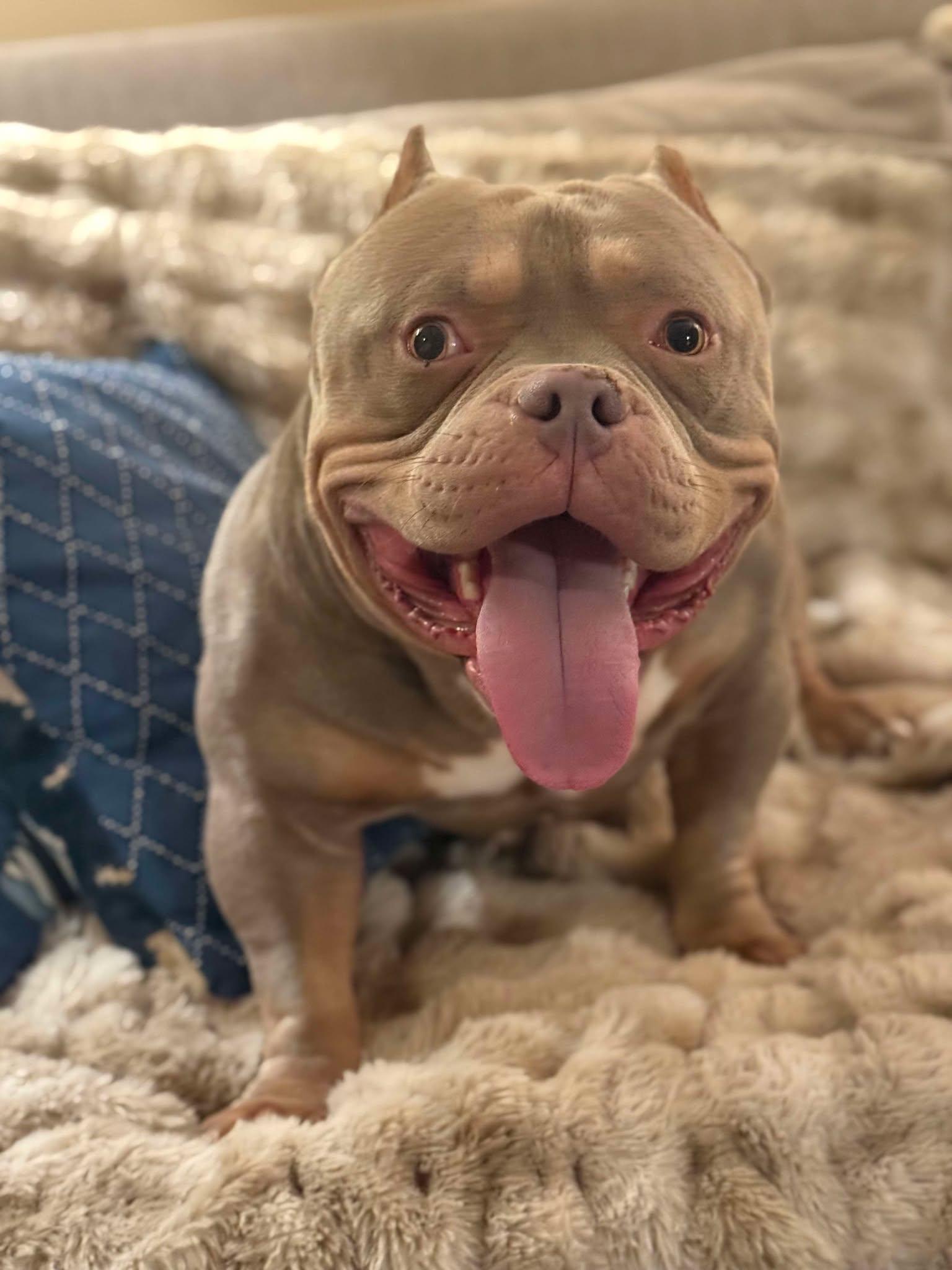 Tiny (fka Dyson), Adopted, Young Male American Bulldog.