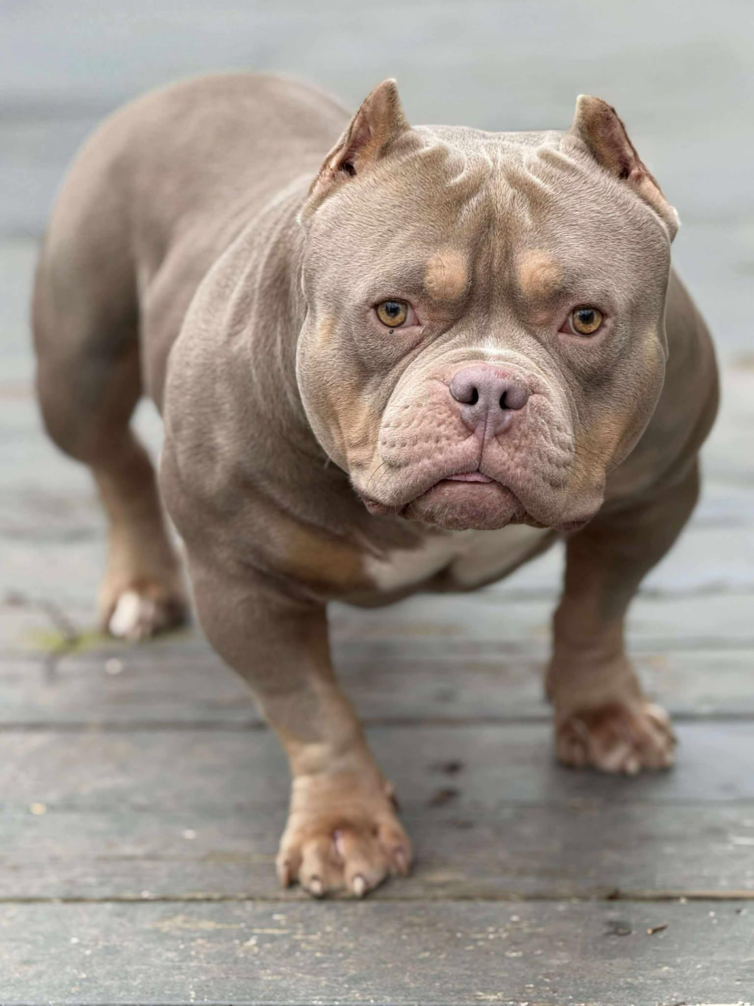 Enlarge Tiny (fka Dyson), a Adopted American Bulldog in Rockville, MD image 2/3