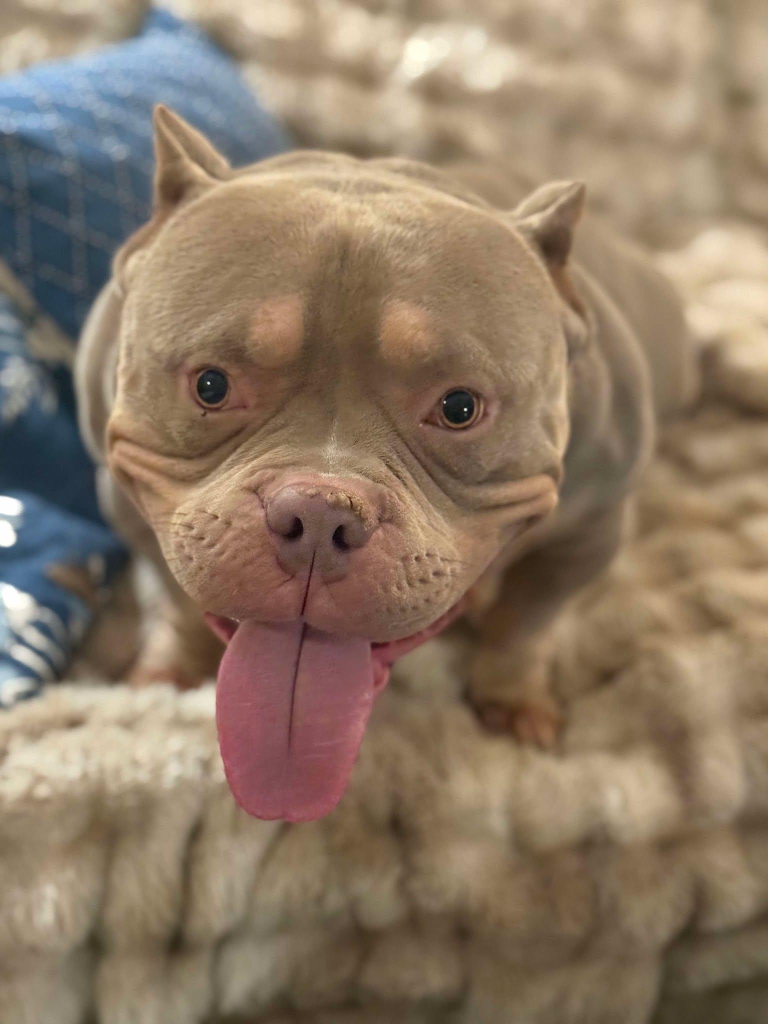 Enlarge Tiny (fka Dyson), a Adopted American Bulldog in Rockville, MD image 3/3