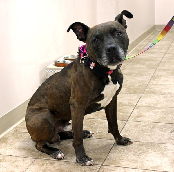 Enlarge Grandpa Larry, a ADOPTABLE mixed breed in Mansfield, MA image 1/3