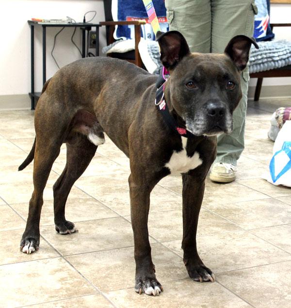 Enlarge Grandpa Larry, a ADOPTABLE mixed breed in Mansfield, MA image 3/3