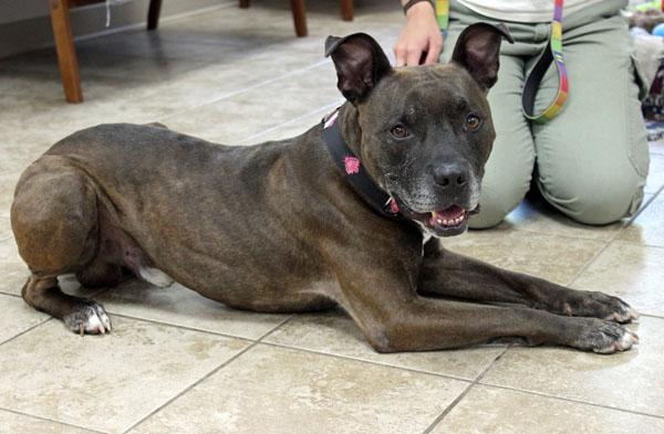 Enlarge Grandpa Larry, a ADOPTABLE mixed breed in Mansfield, MA image 2/3