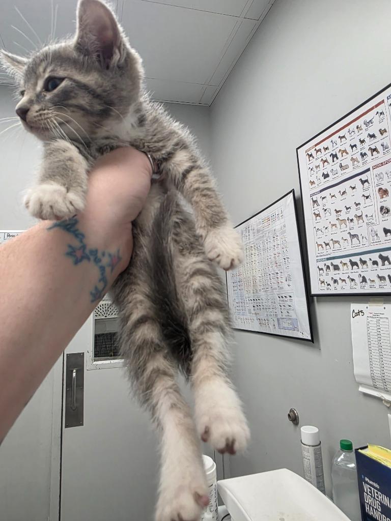 Sylvester, Adoptable, Young Male Domestic Short Hair.