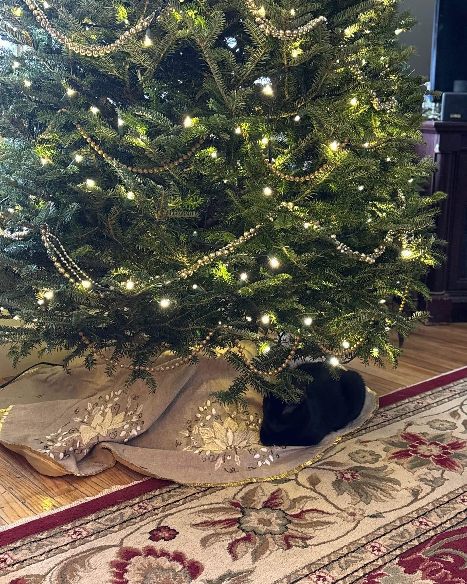 Enlarge Labubu, an adopted Domestic Short Hair in Manchester, NH image 4/6