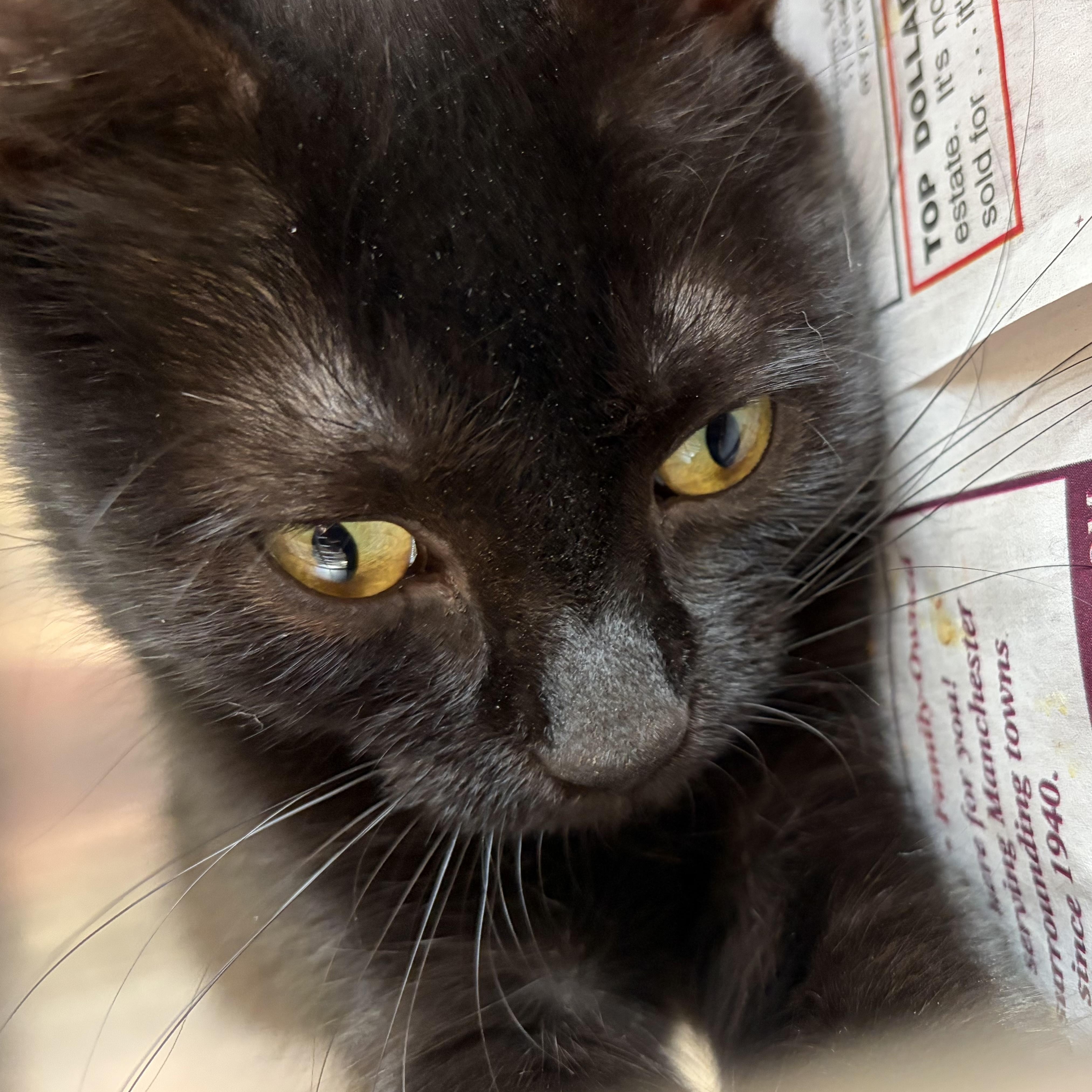 Enlarge Labubu, an adopted Domestic Short Hair in Manchester, NH image 5/6