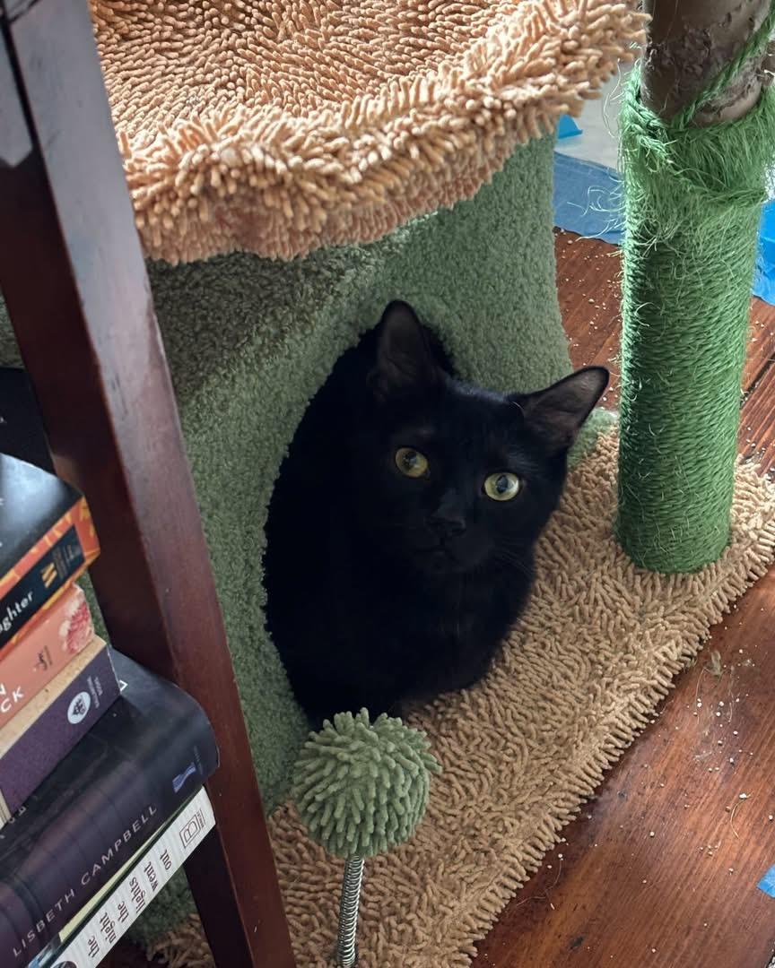 Enlarge Labubu, an adopted Domestic Short Hair in Manchester, NH image 1/6