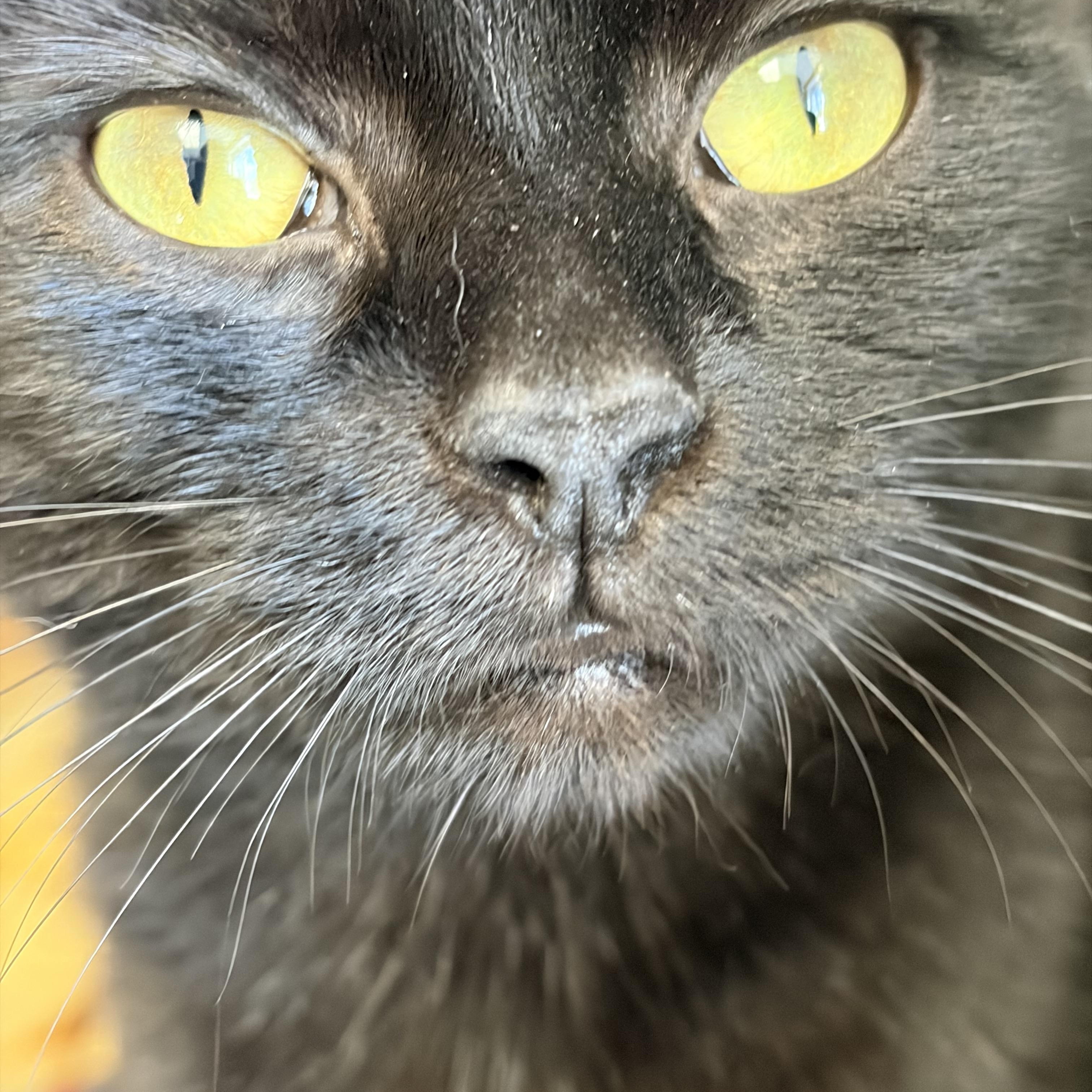 Enlarge Labubu, an adopted Domestic Short Hair in Manchester, NH image 6/6