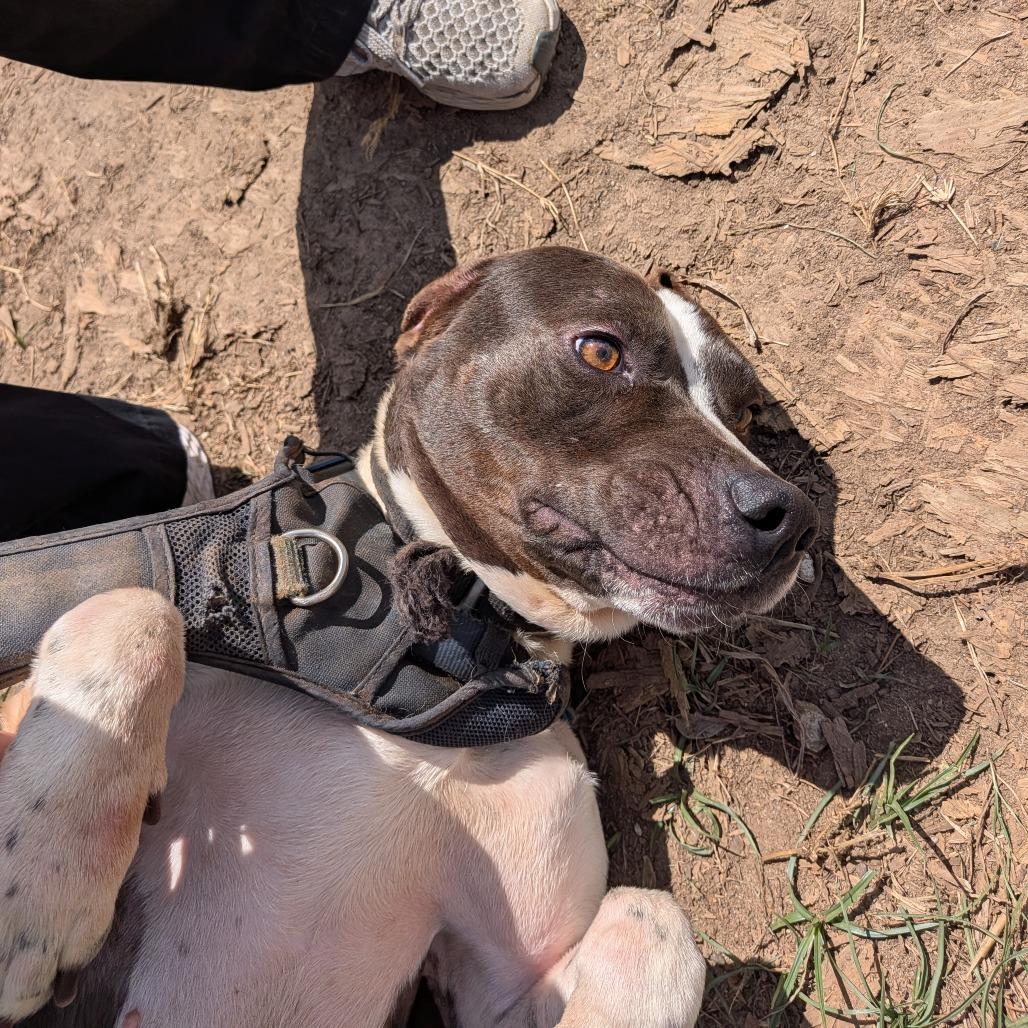 Puffy, Adoptable, Adult Male German Shorthaired Pointer.