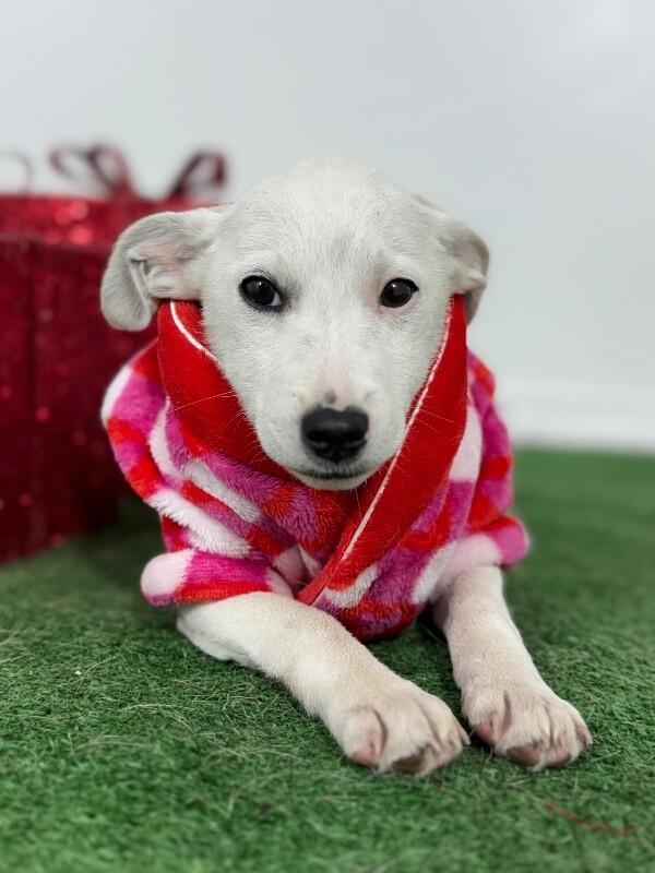 Donny, adopted, Puppy Male Chihuahua & Parson Russell Terrier.