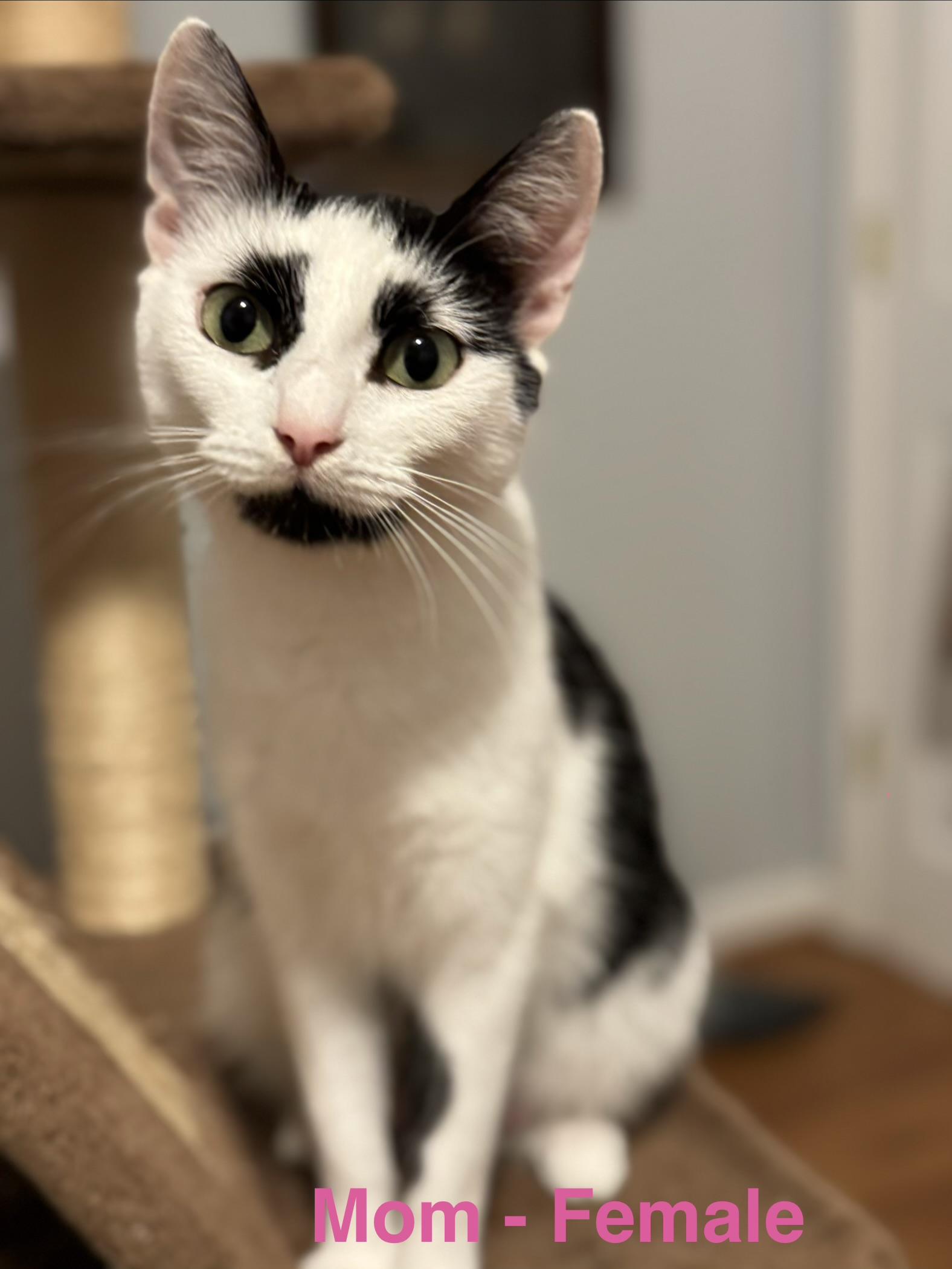 mom, ADOPTABLE, Adult Female American Shorthair.