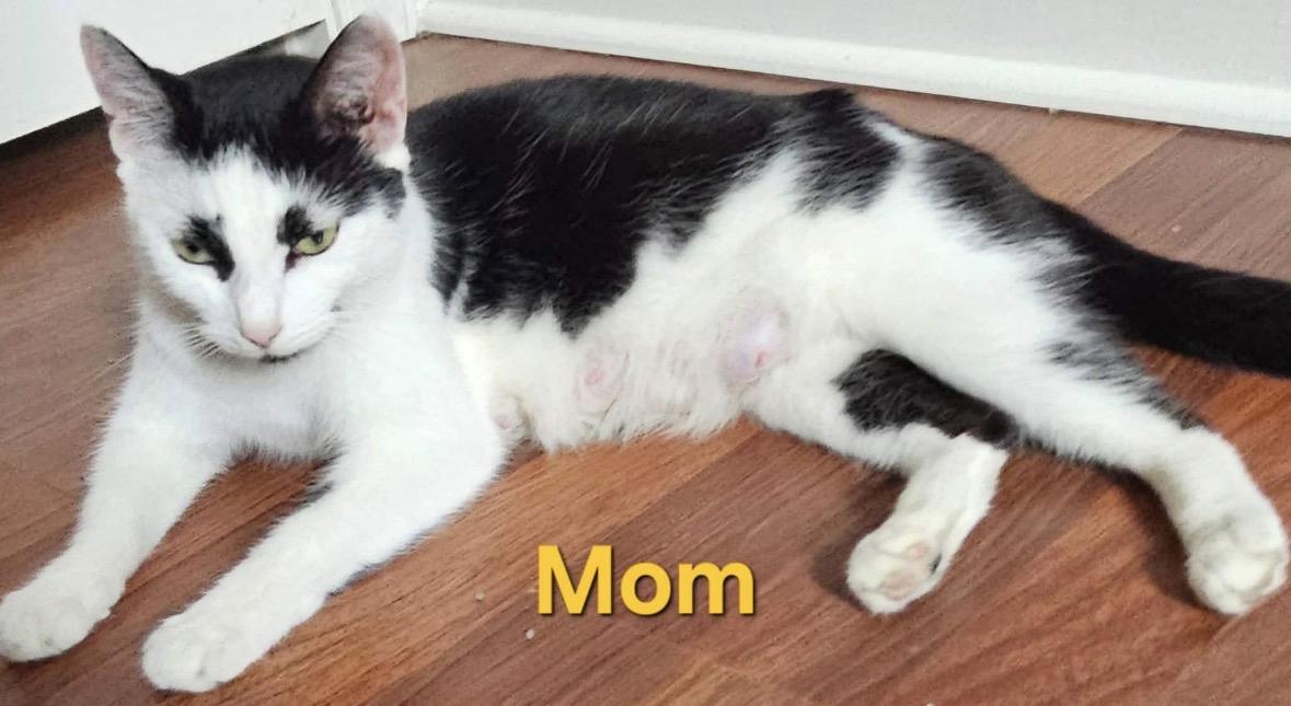 Enlarge mom, a ADOPTABLE mixed breed in Staunton, VA image 2/4