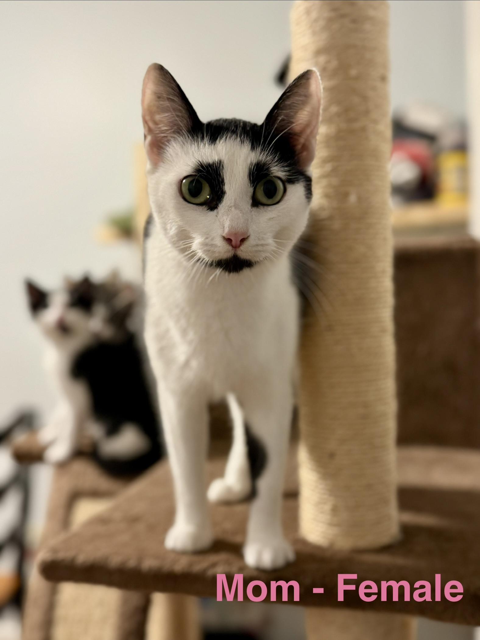 Enlarge mom, a ADOPTABLE mixed breed in Staunton, VA image 3/4
