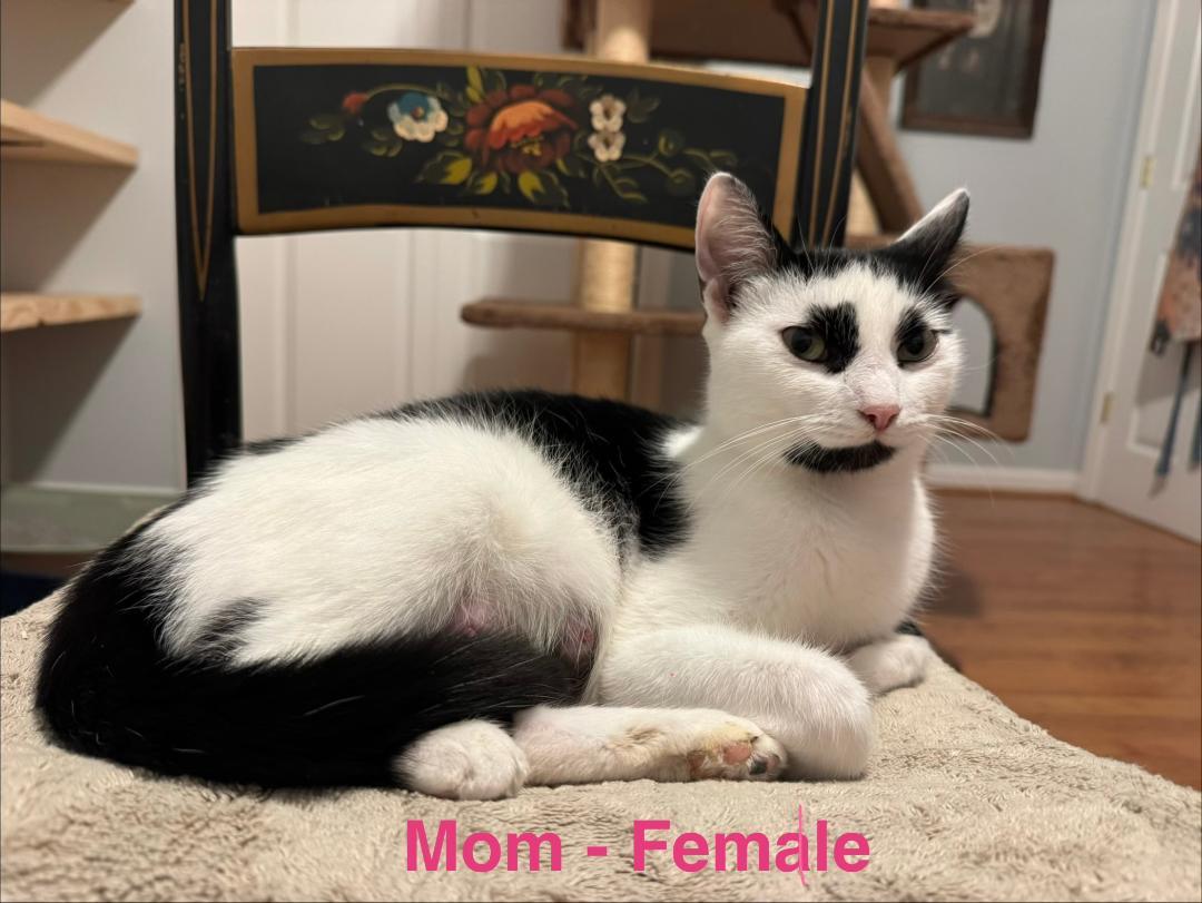 Enlarge mom, a ADOPTABLE mixed breed in Staunton, VA image 4/4