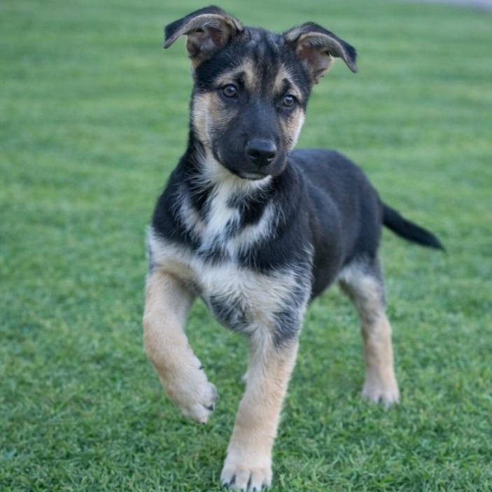 Valor, adoptable, Young Male German Shepherd Dog & Husky.
