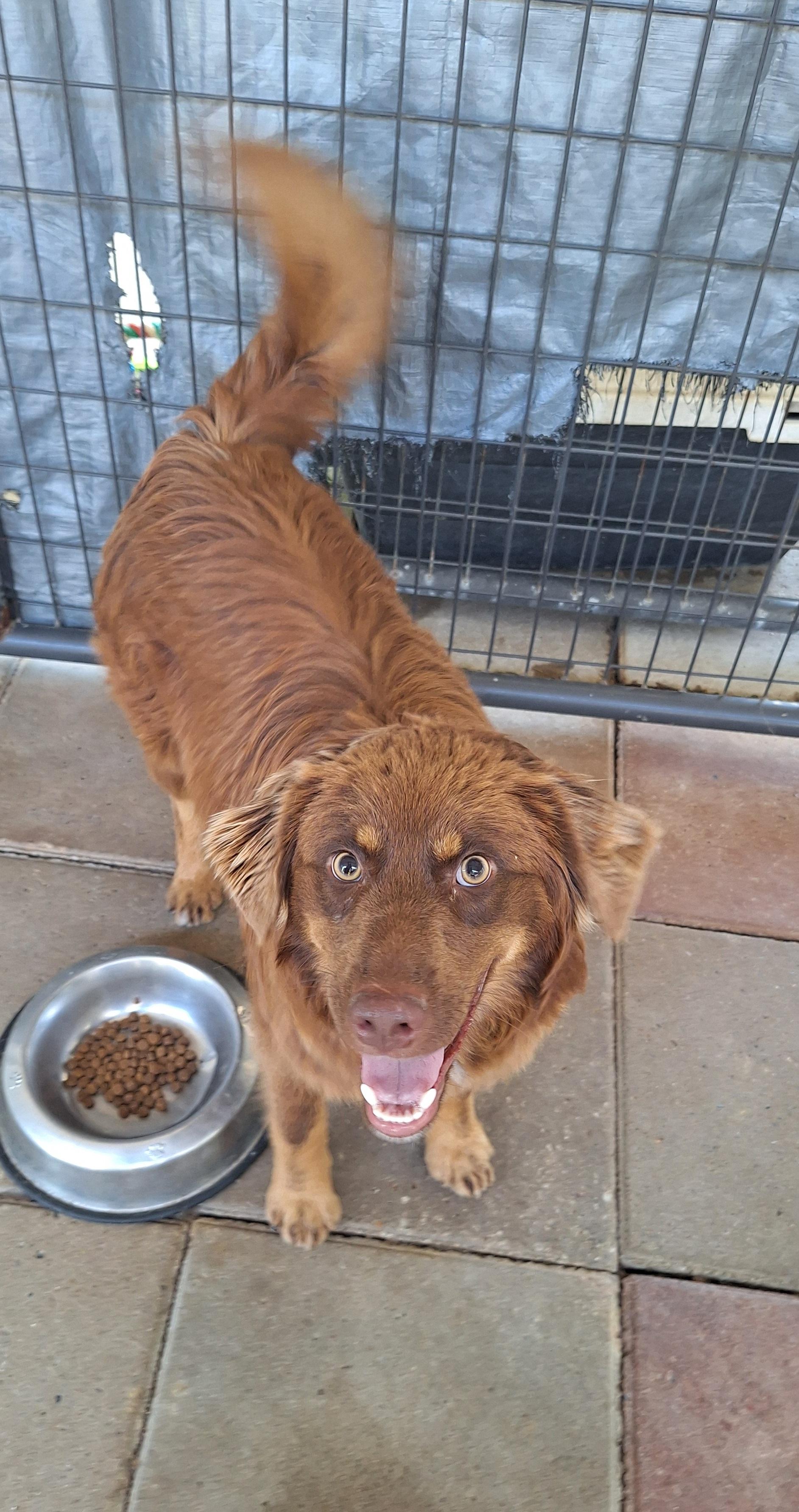 Enlarge Brodie, an adopted mixed breed in Stanton, KY image 2/5