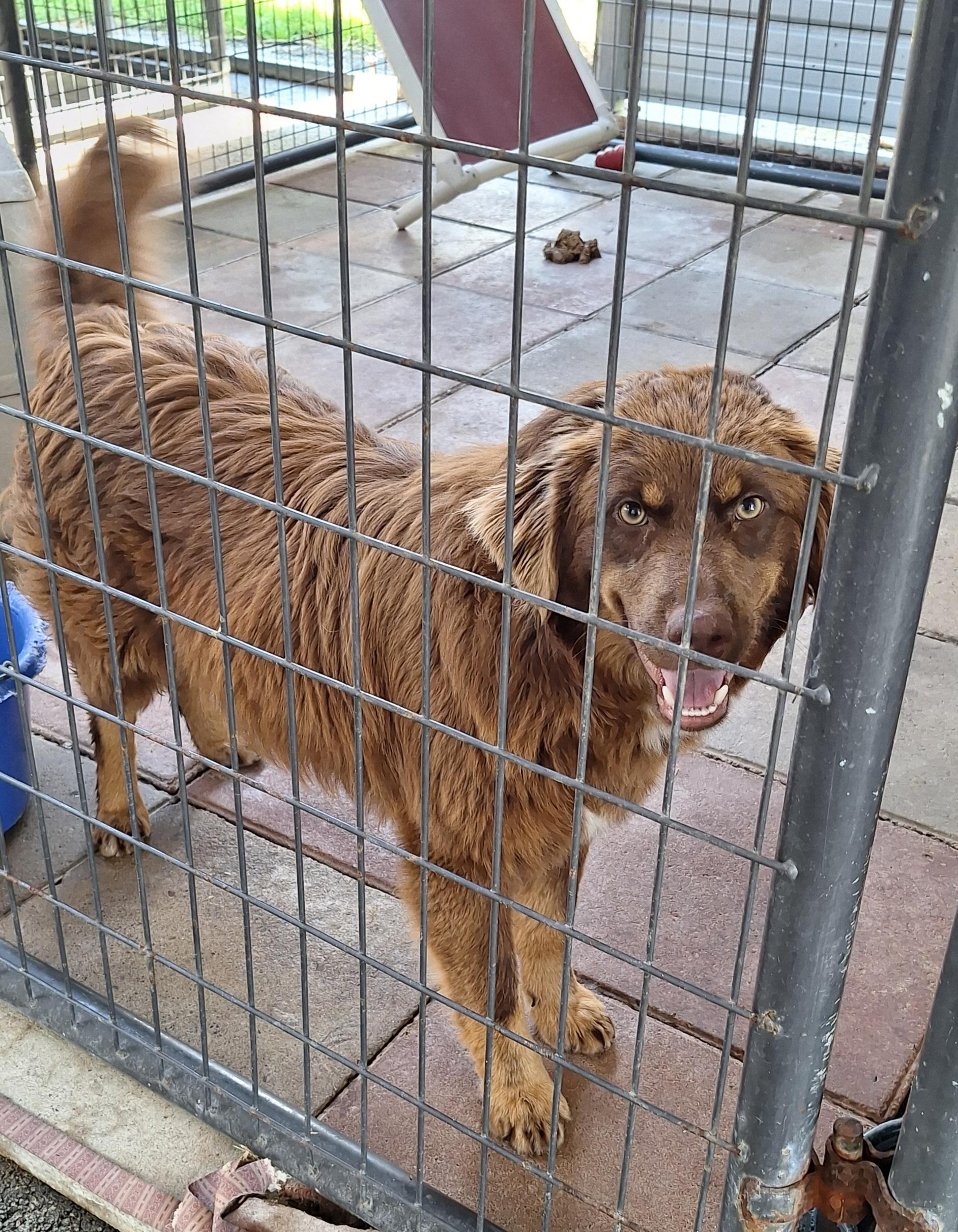 Enlarge Brodie, an adopted mixed breed in Stanton, KY image 3/5