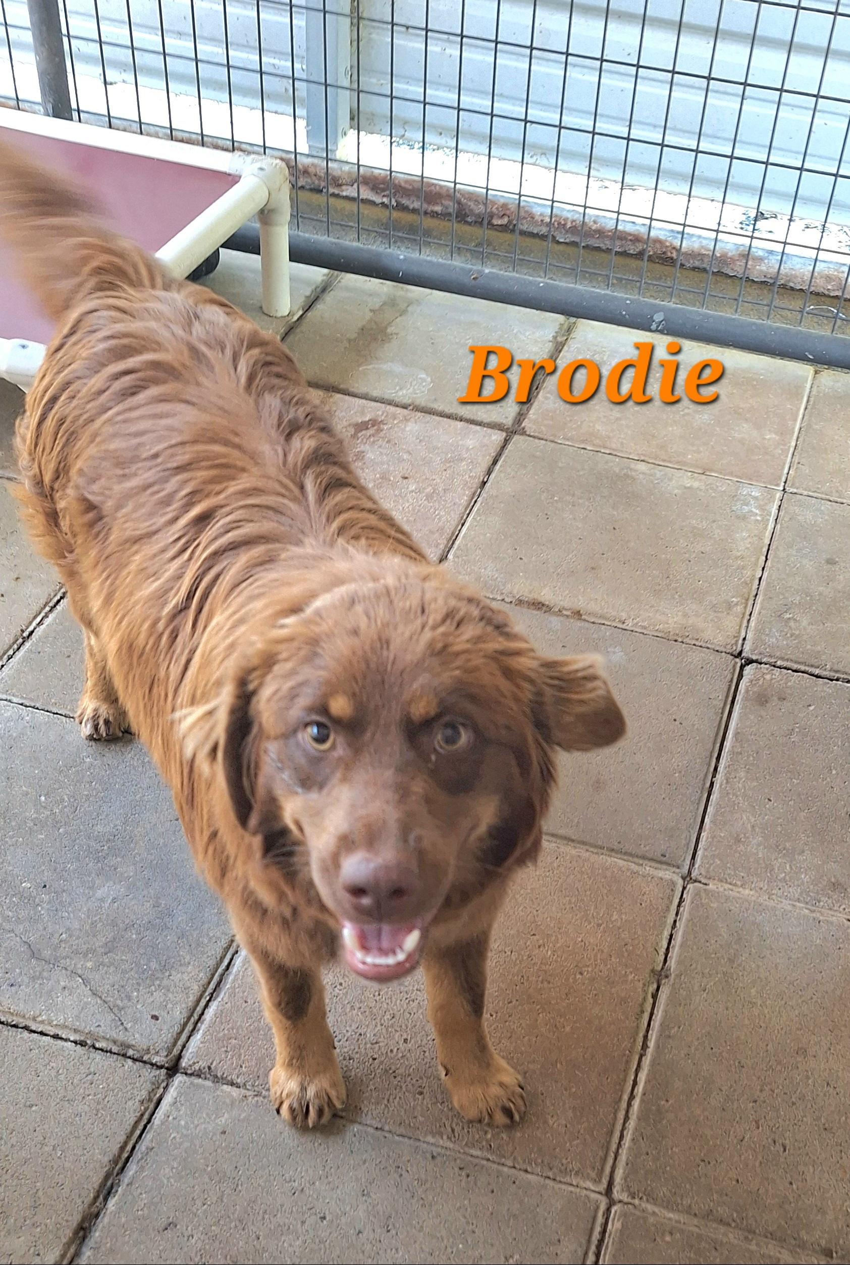 Brodie, adopted, Young Male Australian Shepherd.