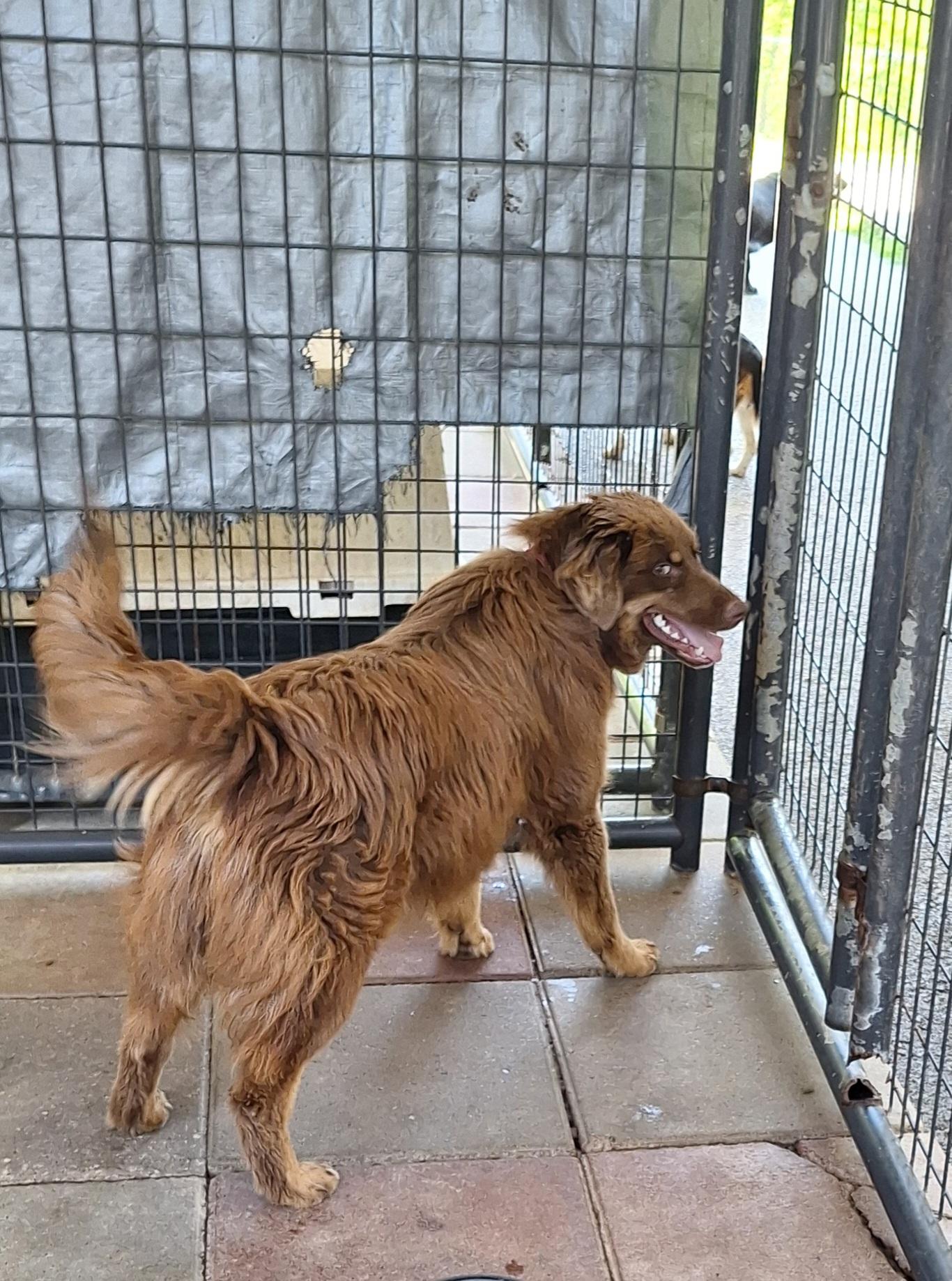 Enlarge Brodie, an adopted mixed breed in Stanton, KY image 4/5