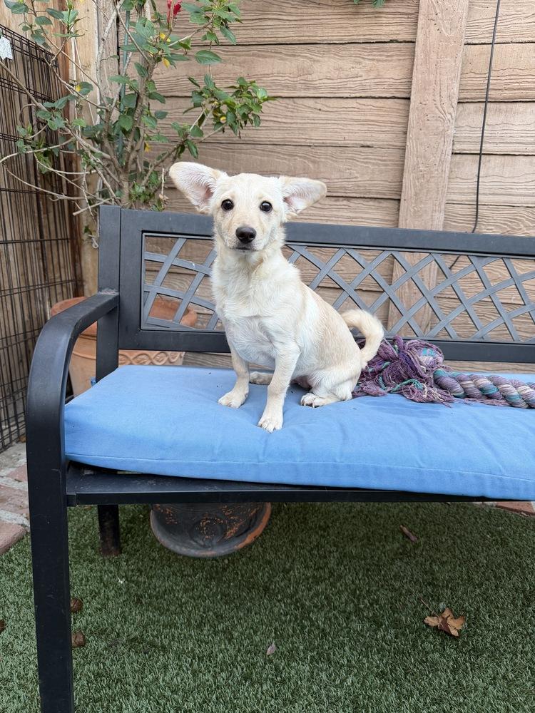 Chunky Monkey, Adoptable, Puppy Male Corgi & Chihuahua.