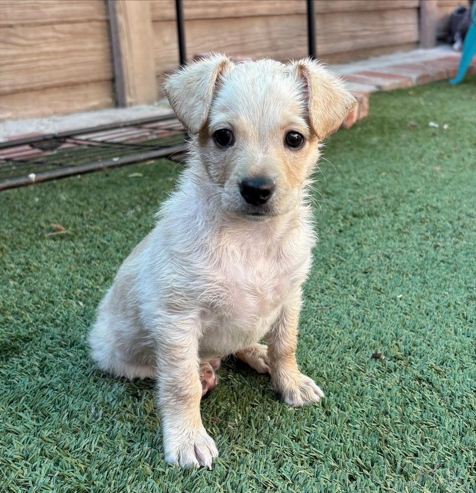 Enlarge Chunky Monkey, a Adoptable mixed breed in Canyon Country, CA image 2/6