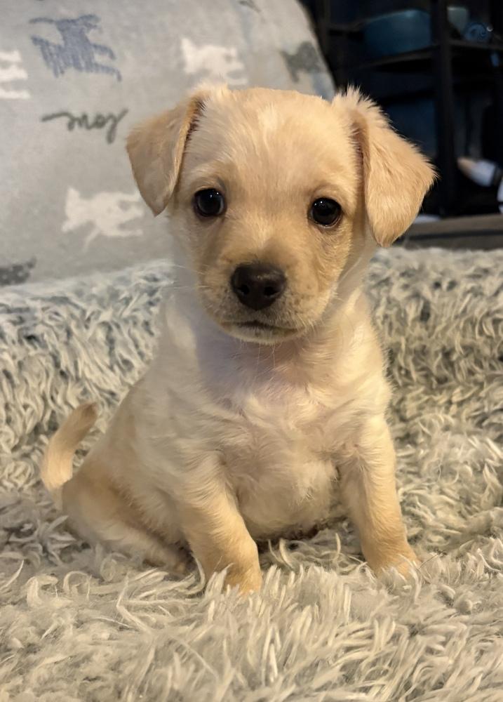 Enlarge Chunky Monkey, a Adoptable mixed breed in Canyon Country, CA image 4/6