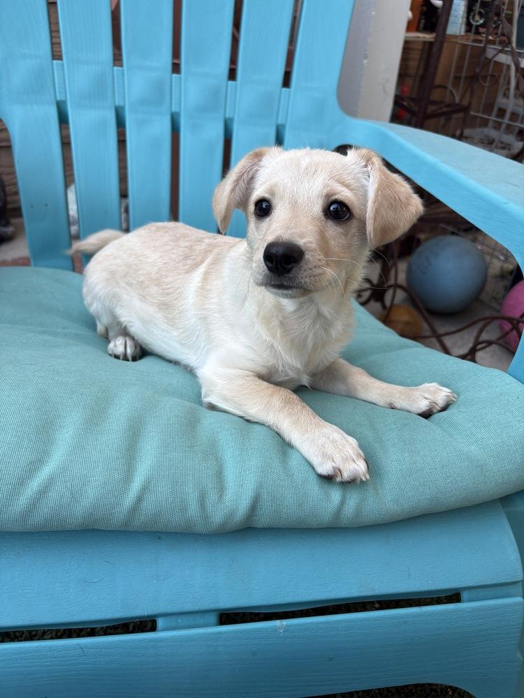 Enlarge Chunky Monkey, a Adoptable mixed breed in Canyon Country, CA image 5/6