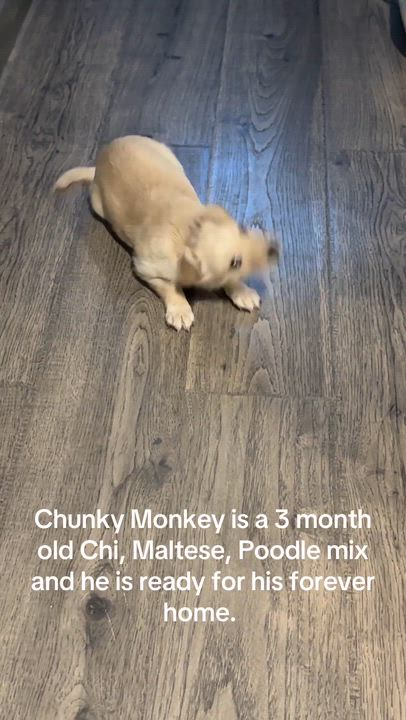 Enlarge Chunky Monkey, a Adoptable mixed breed in Canyon Country, CA video 6/6