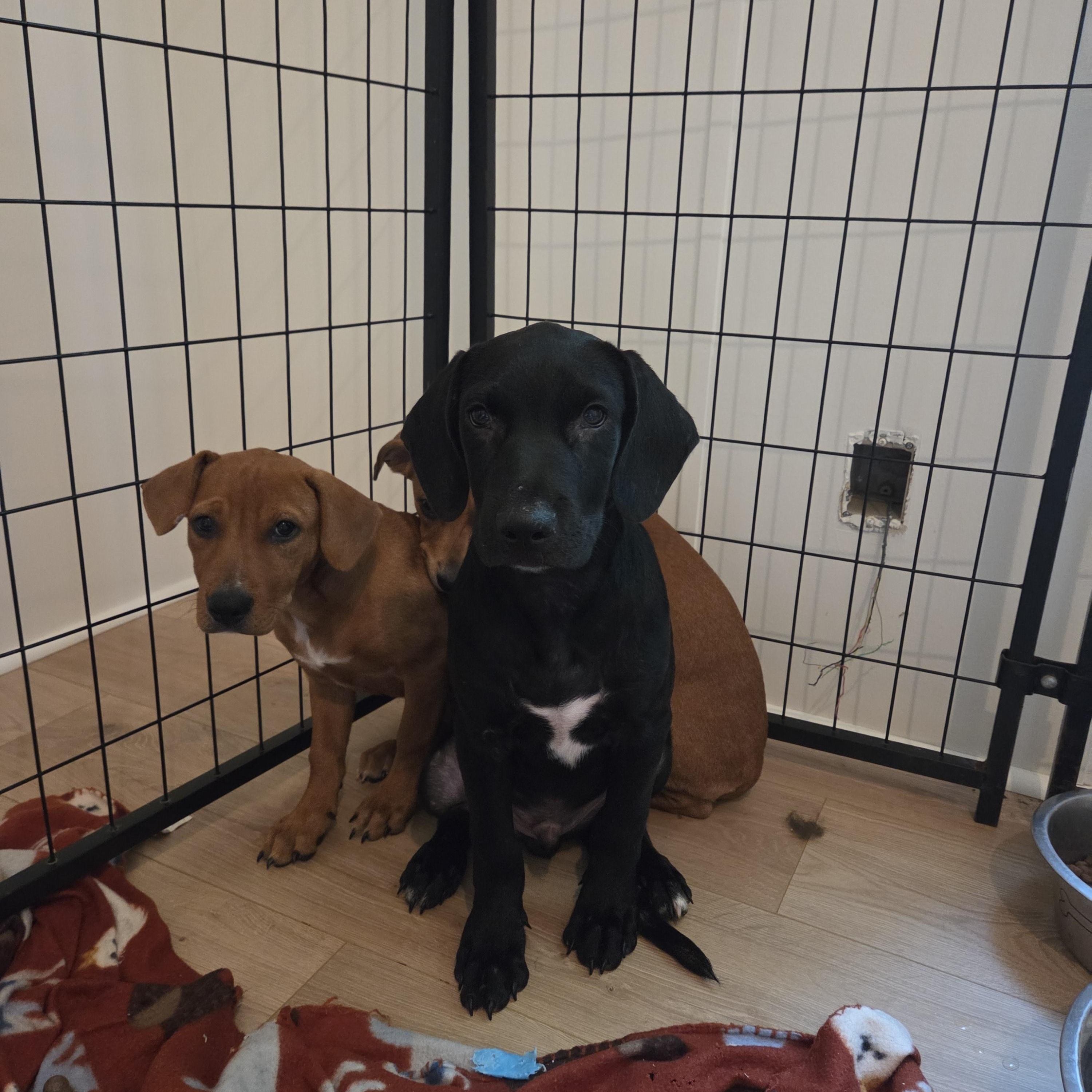 Enlarge Spencer, a Adopted mixed breed in PENSACOLA, FL image 4/4