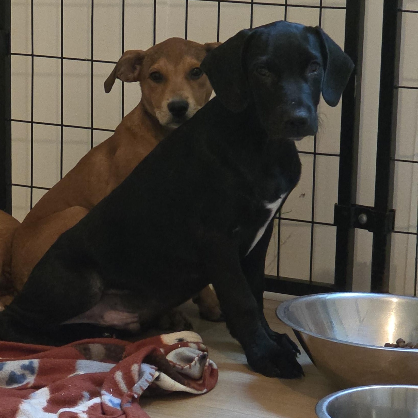 Enlarge Spencer, a Adopted mixed breed in PENSACOLA, FL image 2/4