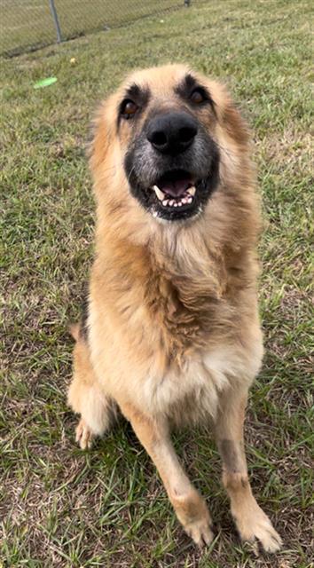 FLUFFY, Adoptable, Adult Male German Shepherd Dog.