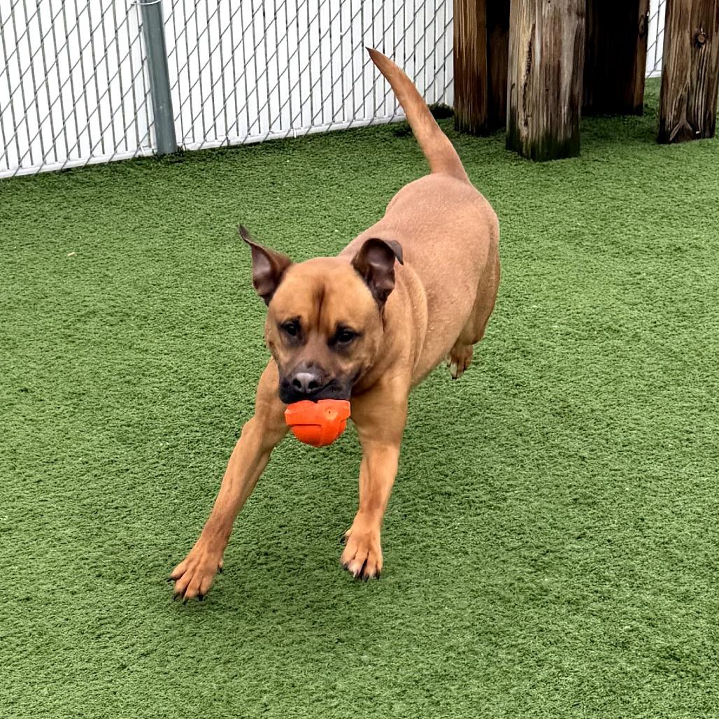 Dodger — thumbnail 2