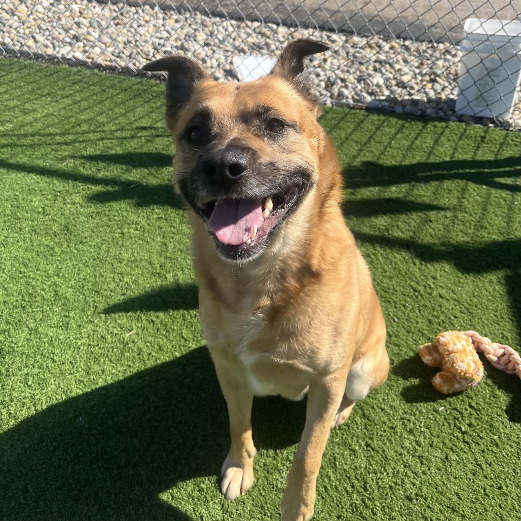 Dodger — thumbnail 3