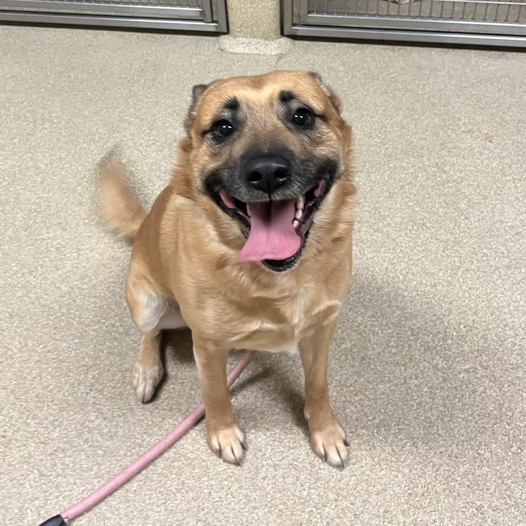 Dodger — thumbnail 4