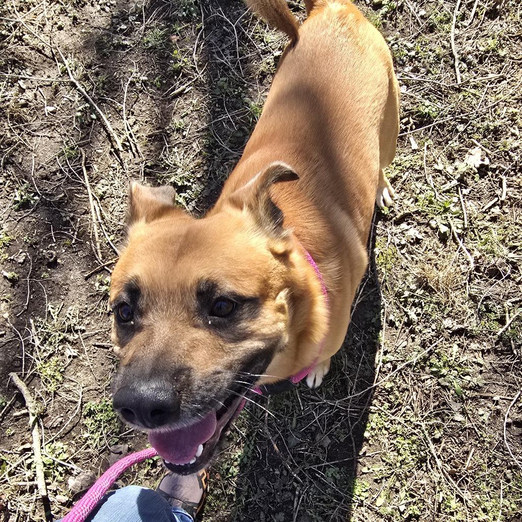 Dodger — thumbnail 5