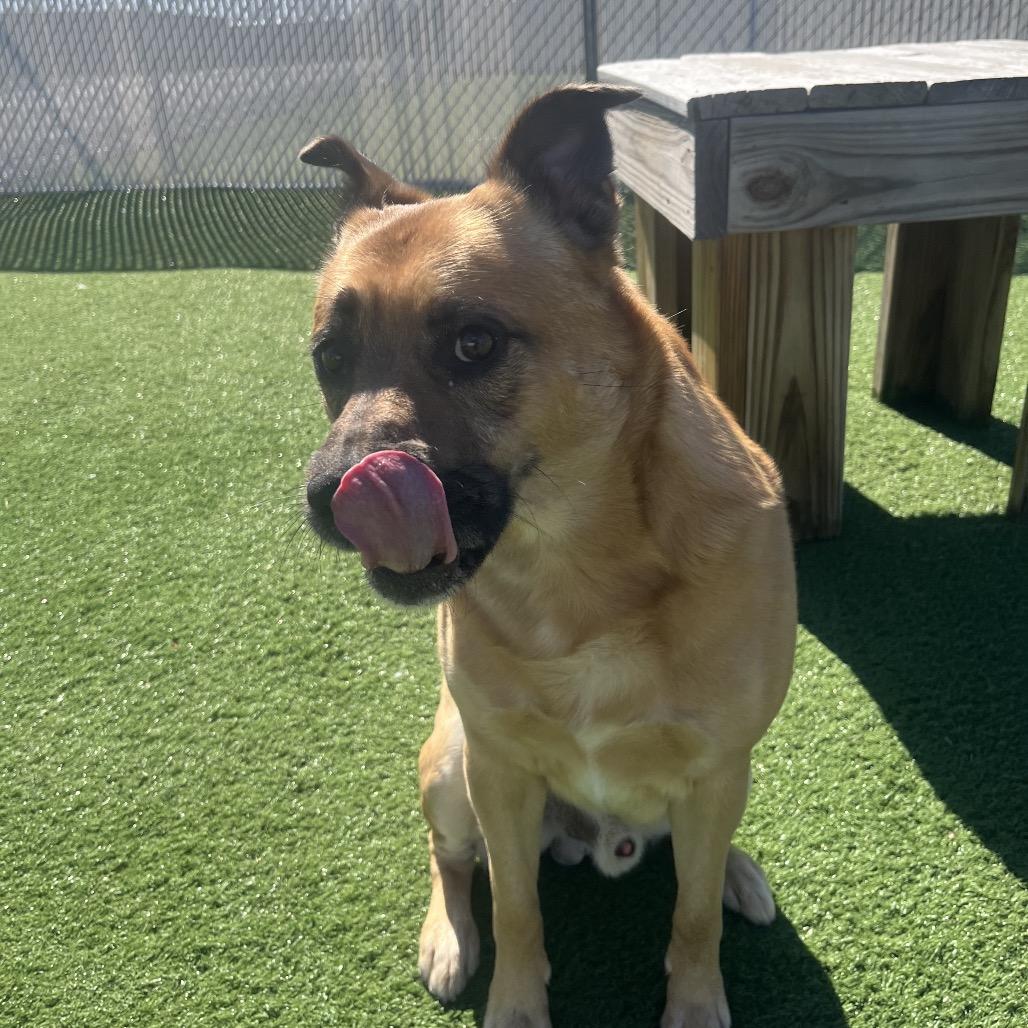 Dodger — thumbnail 6